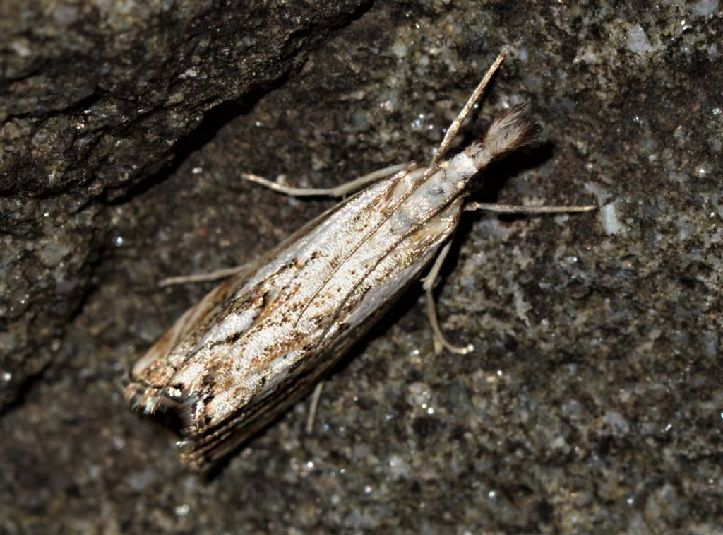 Crambidae da identificare: Catoptria cfr. falsella